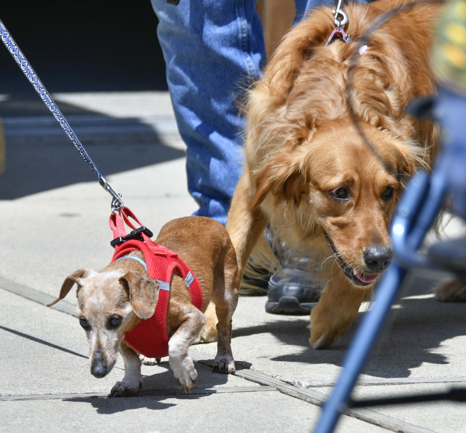 072521 Animal Blessing 06.JPG